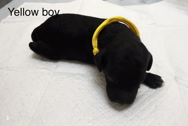 Yellow boy  – Poodle - Toy  puppy for sale in Dallas, TX