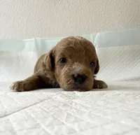 AKC  Toy Poodle , a male Poodle - Toy  for sale in Dallas, TX – 3 of 9