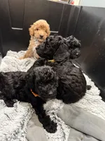 AKC  Toy Poodle  Yellow boy , a male Poodle - Toy  for sale in Clever, MO – 2 of 10