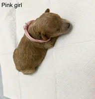 AKC  Toy Poodle , a female Poodle - Toy  for sale in Dallas, TX – 2 of 8