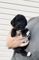 AKC  Toy Poodle  , a male Poodle - Toy  for sale in Dallas, TX – 3 of 9