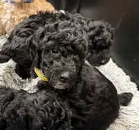 AKC  Toy Poodle  Yellow boy , a male Poodle - Toy  for sale in Clever, MO – 3 of 10