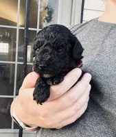 AKC  Toy Poodle  girl, a female Poodle - Toy  for sale in Clever, MO – 2 of 10