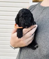 AKC  Toy Poodle , a male Poodle - Toy  for sale in Clever, MO – 1 of 10