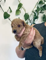 AKC  Toy Poodle , a female Poodle - Toy  for sale in Clever, MO – 2 of 10