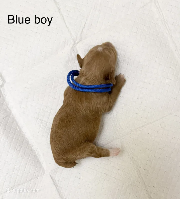 Blue boy  – Poodle - Toy  puppy for sale in Dallas, TX