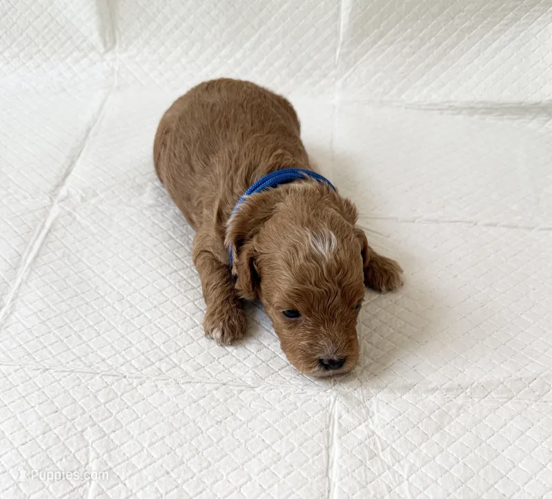 AKC  Toy Poodle  – Poodle - Toy  puppy for sale in Dallas, TX