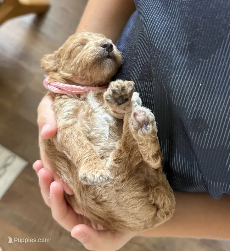 AKC  Toy Poodle  – Poodle - Toy  puppy for sale in Torrance, CA