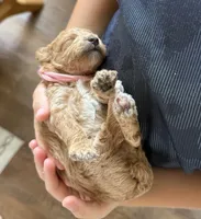 AKC  Toy Poodle , a female Poodle - Toy  for sale in Clever, MO – 4 of 10