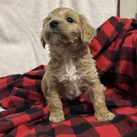 Cooper, a male Cockapoo for sale in Castile, NY – Photo 1 of 2