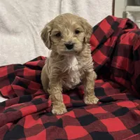 Cooper, a male Cockapoo for sale in Castile, NY – Photo 2 of 2