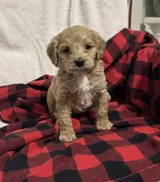 processed/8147e1b7-6ae4-4fc4-8c3b-73f53f94f7e3/listing/1b8f526b-b38e-4c0c-b371-1802acc6349f/c579faa9-c94a-431e-8d47-7754afcd9337