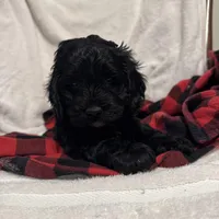 Hunter , a male Cockapoo for sale in Castile, NY – Photo 3 of 3