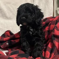 Hunter , a male Cockapoo for sale in Castile, NY – Photo 2 of 3
