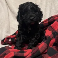 Hunter , a male Cockapoo for sale in Castile, NY – Photo 1 of 3