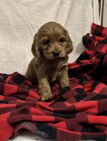 Snowflake , a female Cockapoo for sale in Castile, NY – Photo 1 of 2