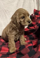 Snowflake , a female Cockapoo for sale in Castile, NY – Photo 2 of 2