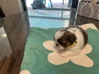 Lily, a female Shih Tzu for sale in Pensacola, FL – 2 of 2
