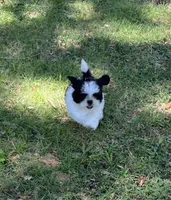 Macy, a female Shih Tzu for sale in Pensacola, FL – 2 of 8