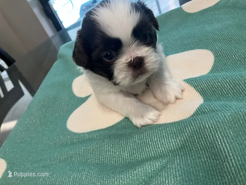 Duke/blue collar – Shih Tzu puppy for sale in Pensacola, FL