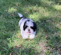 Macy, a female Shih Tzu for sale in Pensacola, FL – 8 of 8