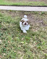 Oliver, a male Shih Tzu for sale in Pensacola, FL – 4 of 6