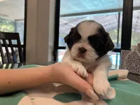 Duke/blue collar, a male Shih Tzu for sale in Pensacola, FL – 3 of 3