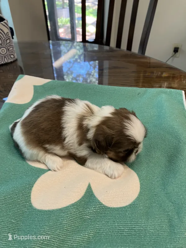 Lily – Shih Tzu puppy for sale in Pensacola, FL