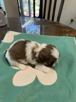 Lily, a female Shih Tzu for sale in Pensacola, FL – 1 of 2