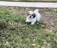 Oliver, a male Shih Tzu for sale in Pensacola, FL – 2 of 6