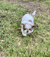 Oliver, a male Shih Tzu for sale in Pensacola, FL – 5 of 6