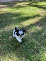 Macy, a female Shih Tzu for sale in Pensacola, FL – 7 of 8