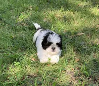 Macy, a female Shih Tzu for sale in Pensacola, FL – 4 of 8