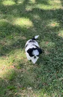 Macy, a female Shih Tzu for sale in Pensacola, FL – 5 of 8