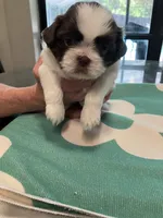 Duke/blue collar, a male Shih Tzu for sale in Pensacola, FL – 2 of 3