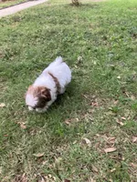 Oliver, a male Shih Tzu for sale in Pensacola, FL – 6 of 6