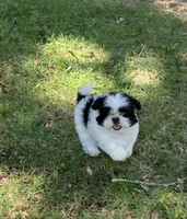 Macy, a female Shih Tzu for sale in Pensacola, FL – 6 of 8