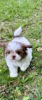 Oliver, a male Shih Tzu for sale in Pensacola, FL – 3 of 6
