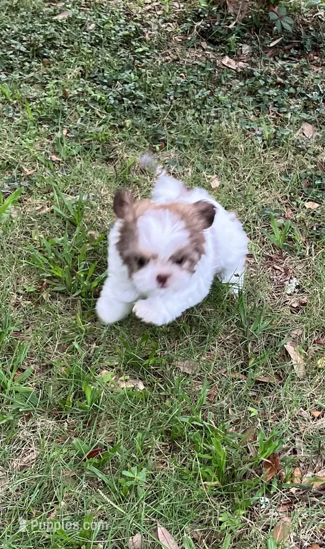 Oliver – Shih Tzu puppy for sale in Pensacola, FL
