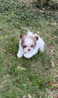 Oliver, a male Shih Tzu for sale in Pensacola, FL – 1 of 6