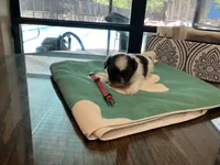 Bentley/red collar, a male Shih Tzu for sale in Pensacola, FL – 2 of 2