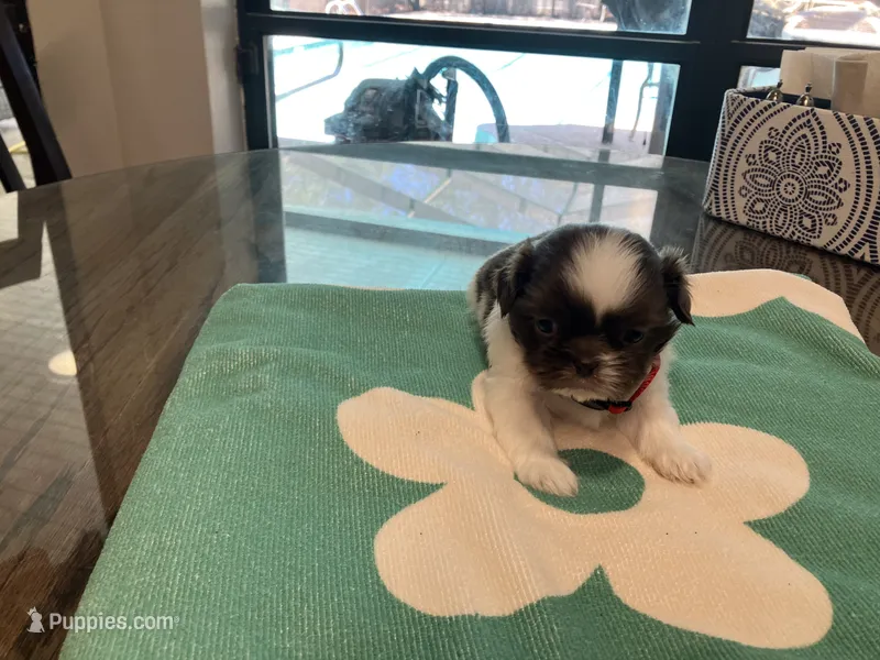 Bentley/red collar – Shih Tzu puppy for sale in Pensacola, FL