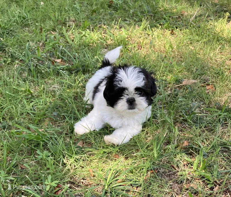 Macy – Shih Tzu puppy for sale in Pensacola, FL