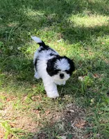 Macy, a female Shih Tzu for sale in Pensacola, FL – 3 of 8