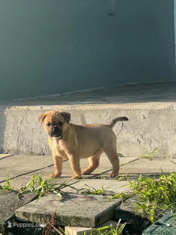 Bella    – French Bulldog, Olde English Bulldogge puppy for sale in Lehigh Acres, FL