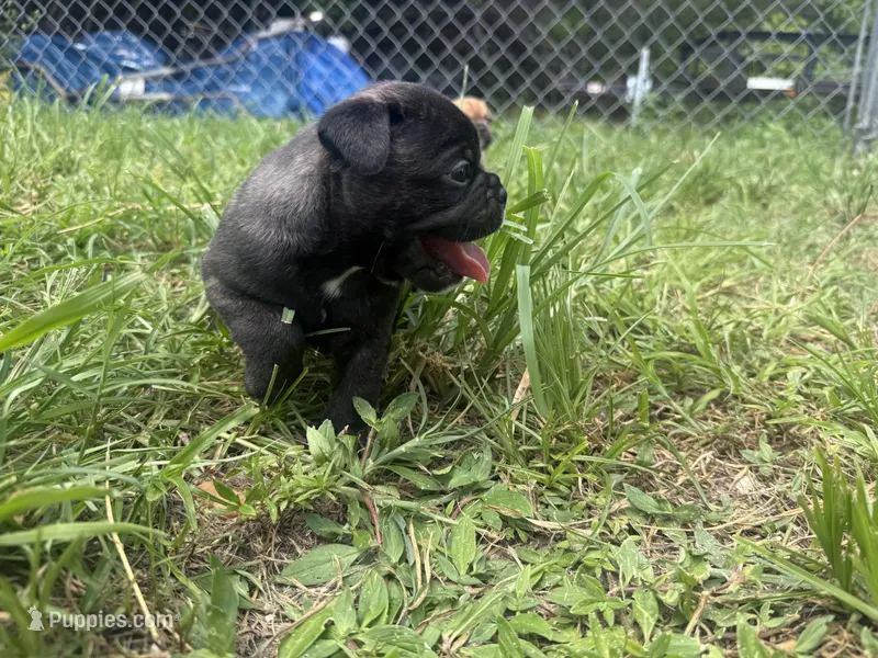 Max – French Bulldog, Olde English Bulldogge puppy for sale in Lehigh Acres, FL