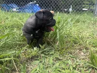 Max, a male French Bulldog and Olde English Bulldogge for sale in Lehigh Acres, FL – 1 of 8