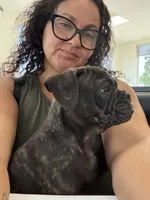 Litio, a male French Bulldog and Olde English Bulldogge for sale in Lehigh Acres, FL – 5 of 8