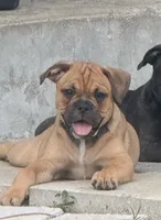 Cookie , a female French Bulldog and Olde English Bulldogge for sale in Lehigh Acres, FL – 3 of 6