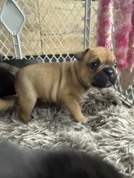 Max, a male French Bulldog and Olde English Bulldogge for sale in Lehigh Acres, FL – 4 of 8
